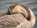 domestic Swan Goose